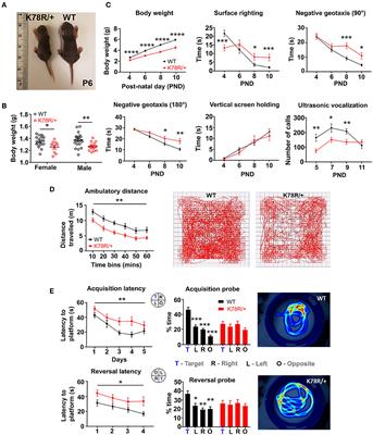 Epilepsy in a mouse model of GNB1 encephalopathy arises from altered potassium (GIRK) channel signaling and is alleviated by a GIRK inhibitor